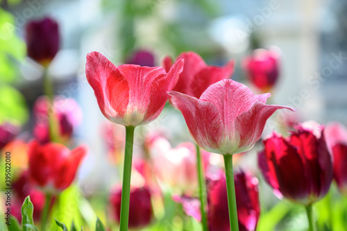 red tulips in spring