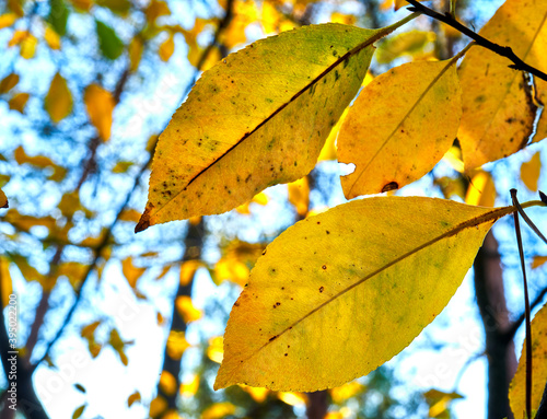 Bright yellow leaves hang in autumn in the back light of the afternoon sun on the branch