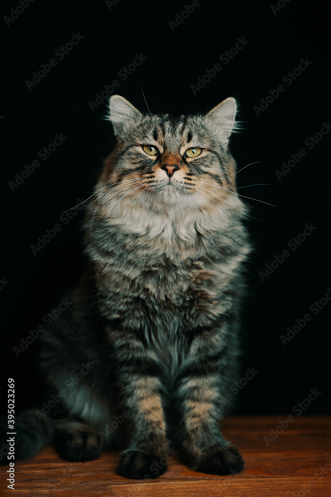 Striped fluffy cat looks up. Portrait of a pussycat on a black background. A large noble cat with large paws on a wooden table. Striped fluffy cat looks up. Portrait of a pussycat on a black background. A large noble cat with large paws on a wooden table.