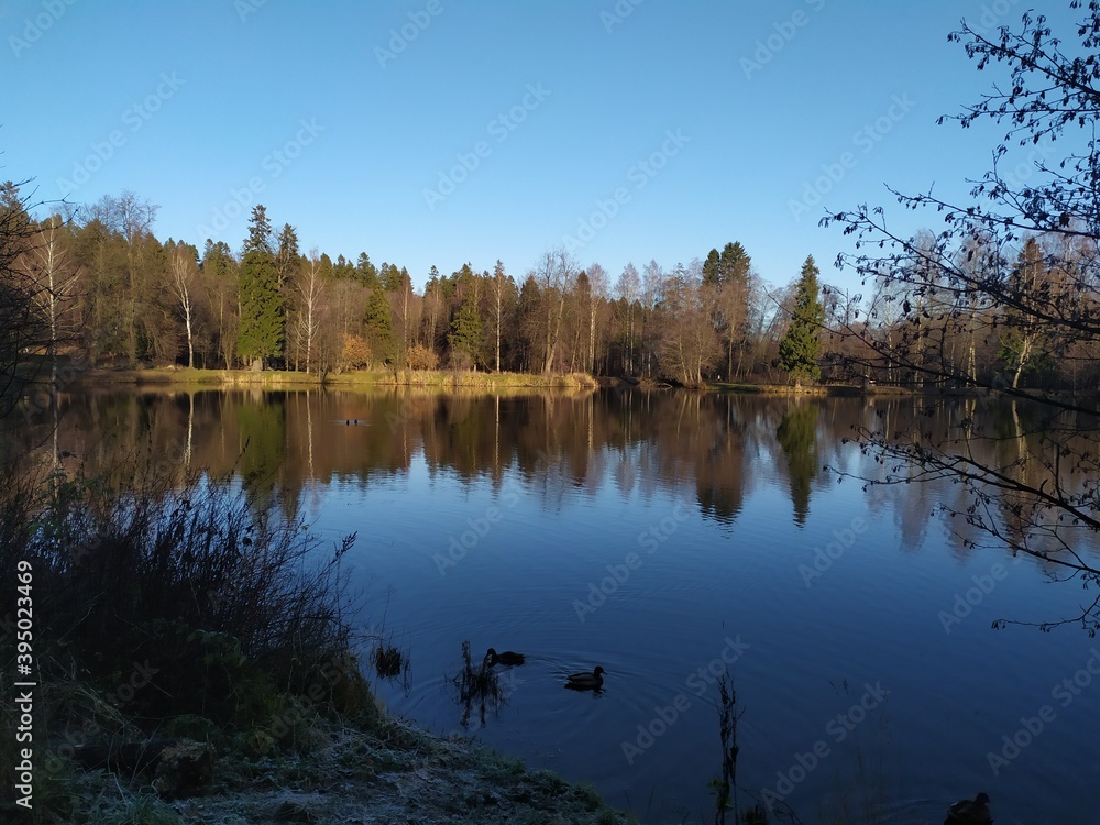 Obraz premium reflection of trees in water