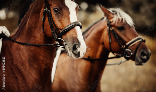 Equestrian sport. Portraits of two red horses.Two sports horses sorrel suit.