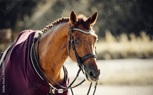Equestrian sport. Portrait sports red stallion in the bridle and in a purple blanket.