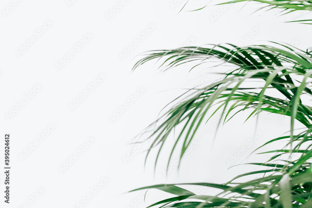 Minimal natural background with green houseplant