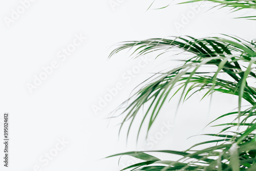 Minimal natural background with green houseplant
