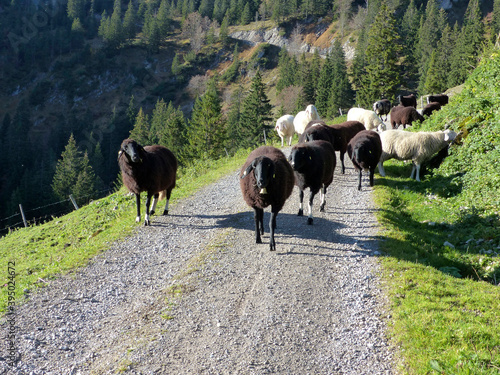 Herd of mountain sheep (Ovis aries) on the trail