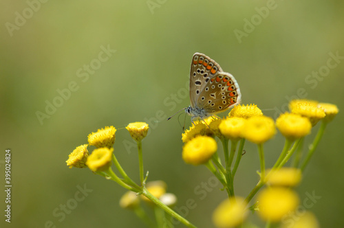 Brown argus butterfly in a tansy flower or bitter buttons plant. Grey small butterfly with orange and black spots, and blue body on a yellow plant. Green background. © Kati Moth