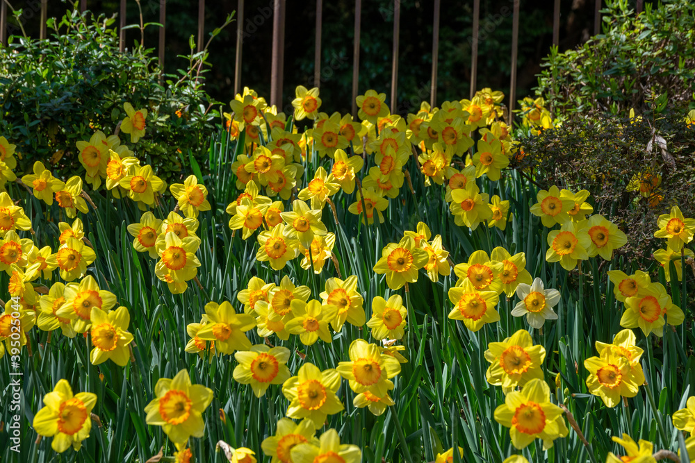 Fototapeta premium 満開の水仙が咲く公園