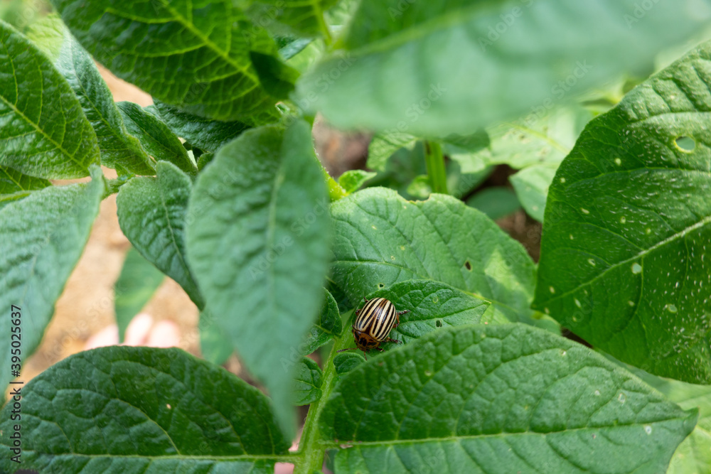Colorado Potato Beetles on Some Potato Leaves Colorado Potato Beetles on Some Potato Leaves