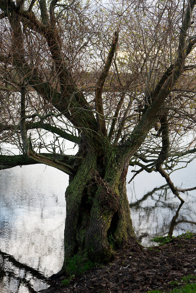 Old pollard willow on bank of river, Biesbosch National Park, North Brabant, Netherlands Old pollard willow on bank of river, Biesbosch National Park, North Brabant, Netherlands