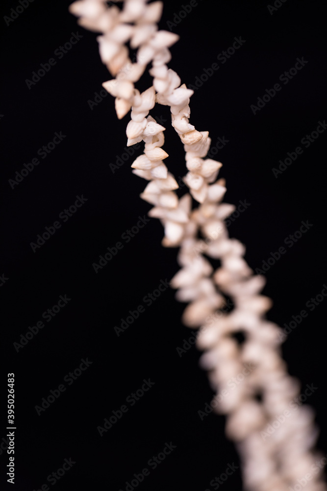 Part of a necklace made from very small seashells. Part of a necklace made from very small seashells.