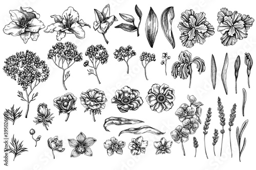 Vector set of hand drawn black and white anemone, lavender, rosemary everlasting, phalaenopsis, lily, iris