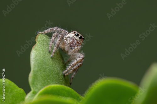 Adult jumping spider on a Flaming Katy Plant photo