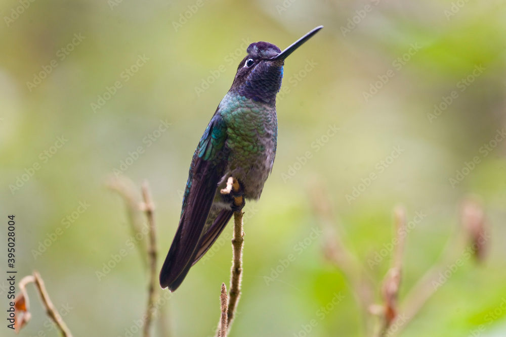 Obraz premium Magnificent or Rivoli's Hummingbird, Eugenes fulgens, on perch