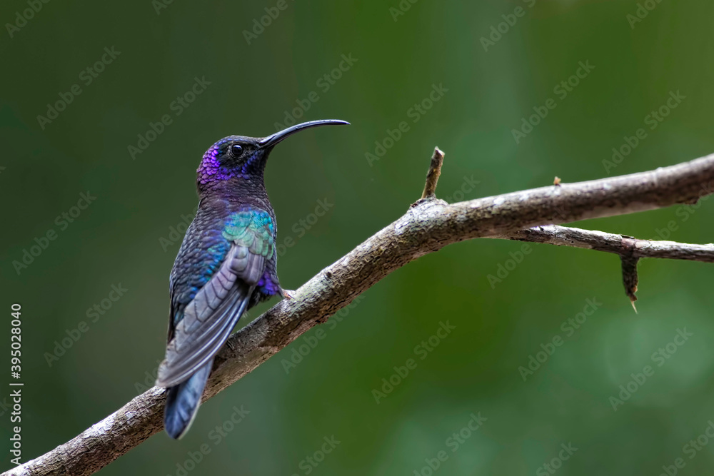 Fototapeta premium Violet Saberwing, Campylopterus hemileucurus, on perch