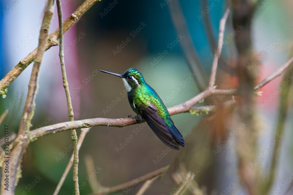 Fototapeta premium White-throated Mountaingem, Lampornis castaneoventris, perched