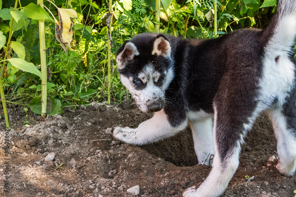 Playful husky puppy with blue eyes digging a hole in the ground