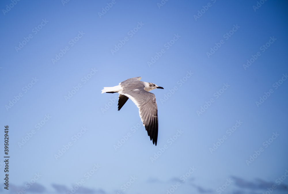 Seagull flying in the sky Seagull flying in the sky