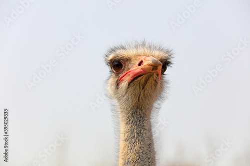 Close up of ostrich head, China