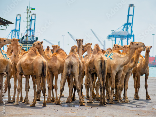 Cuadro en lienzo DJIBOUTI,DJIBOUTI/FEBRUARY 3,2013:Camels  before loading at the port of Djibouti