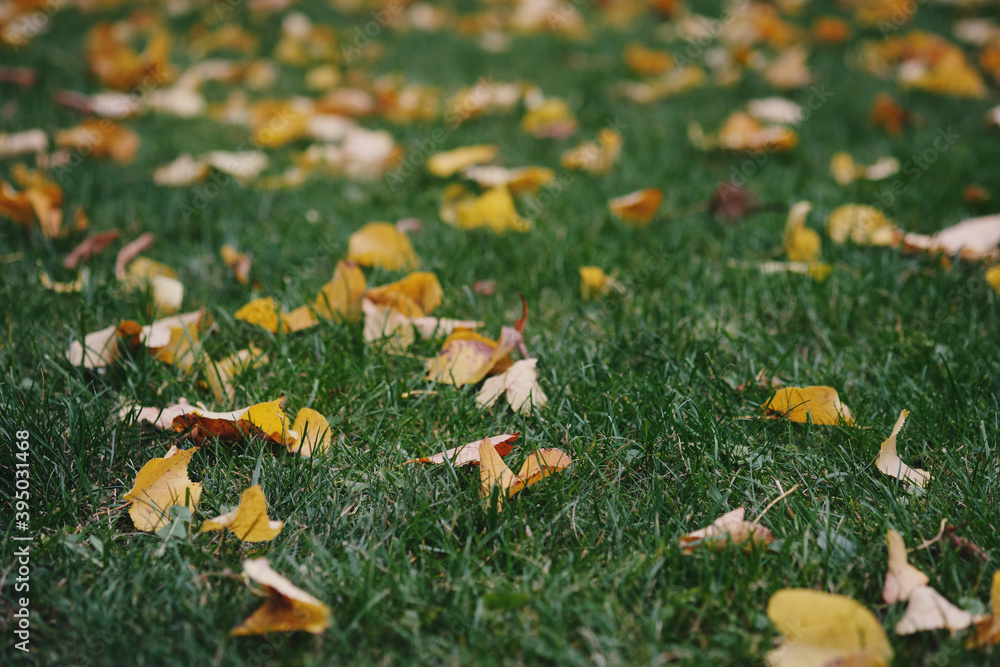 Fallen yellow leaves on green grass. Autumn in the city. Fallen yellow leaves on green grass. Autumn in the city.