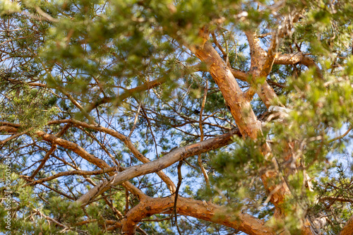 Pine cone tree on a blue sky