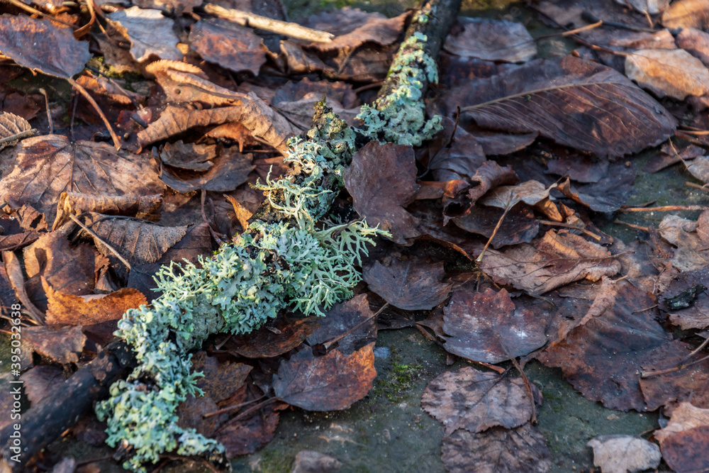 Obraz premium A branch overgrown with lichens has fallen on the old autumn leaves