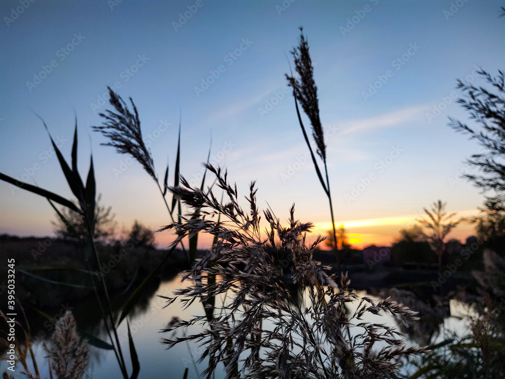 Reeds on the sunset near the lake