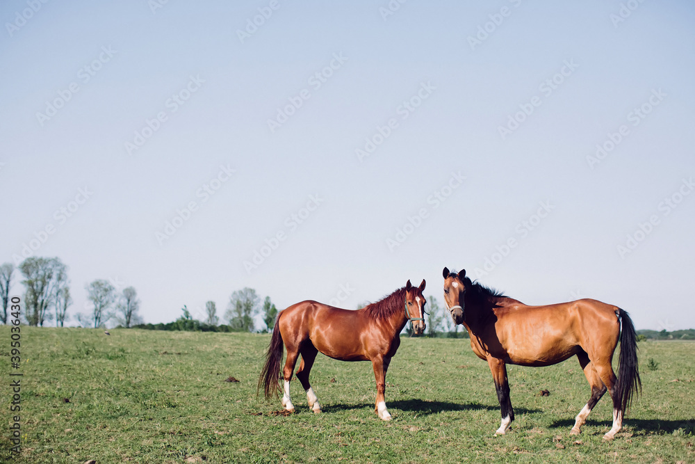 Two brown horses are grazing in field. Rural animal husbandry.