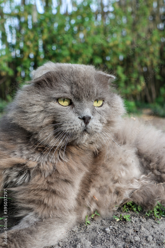 
The domestic cat is resting in the grass. Cat of the Scottish breed gray with yellow eyes. The animal has small ears.