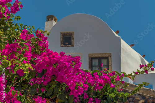 Bougainvillea in bloom in the village of Oia, Santorini in summertime