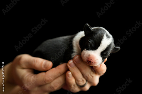 lovely newborn border collie puppy dog held in a female hand palm
