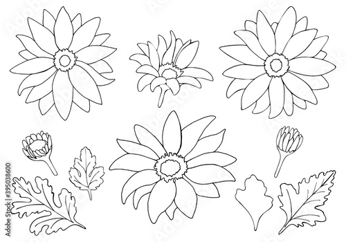 Vector illustration of flowers and leaves of Chrysanthemum isolated on white background. A set of contour floristic images hand drawing.