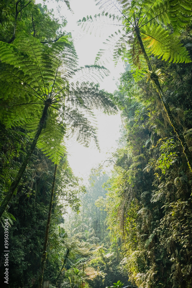 Fototapeta premium green forest in the morning tree green
