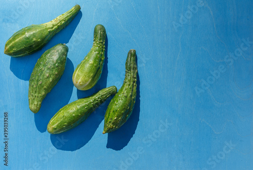 Fresh cucumbers with a fancy shape on a blue background. Top view horizontally with space, sharp light