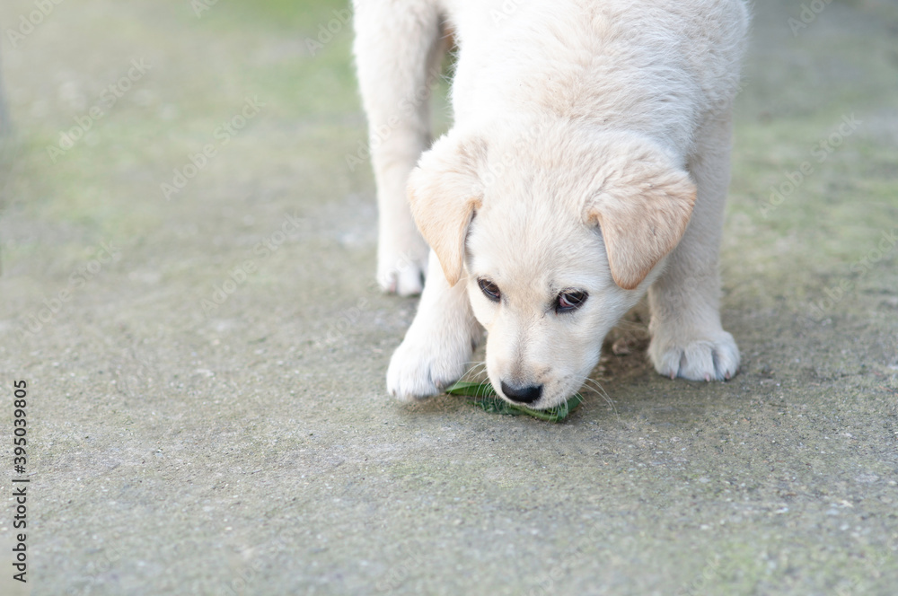 White dog baby playing in the courtyard White dog baby playing in the courtyard