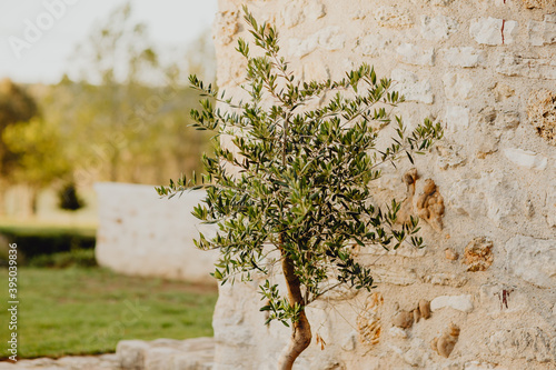 L'olivier devant un mur provençal