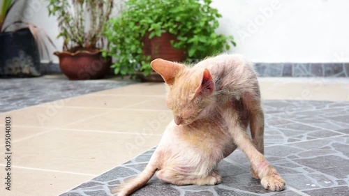 Dirty stray orange cat licking his back body to clean himself at the home compound. Fur maintenance and warmth.