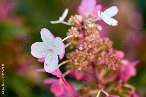 white with pink flower