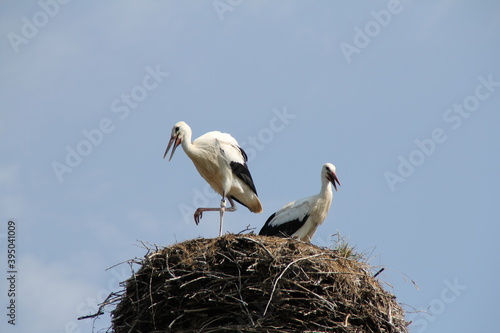 two storks standing in a nest of sticks