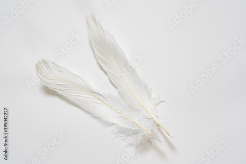 Photo of two white goose feathers on a white background