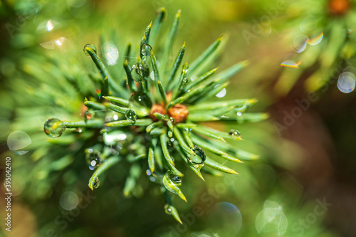 The sun is reflected in the water droplets on top of this mini fir