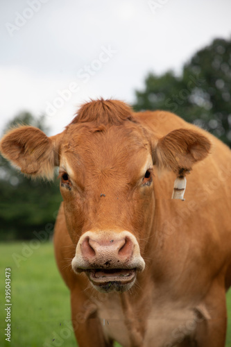 Closeup of a solid brown Dutch cow standing in a meadow in the Netherlands