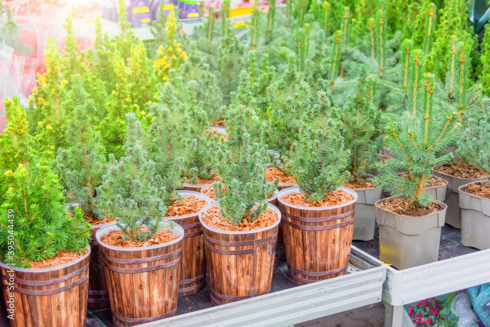 Canadian spruce, thuja, juniper, cypress in pots on sale on the eve of the holiday in the store's greenhouse.