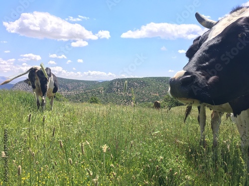 Güzelliğiyle cezbeden doğa fotoğrafları. photo