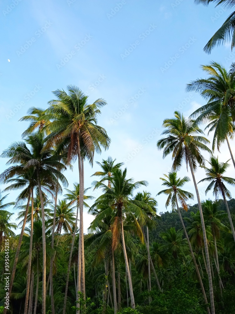 palm trees on the beach palm trees on the beach