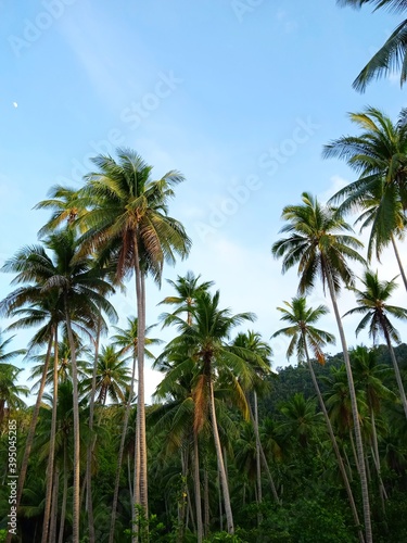 palm trees on the beach