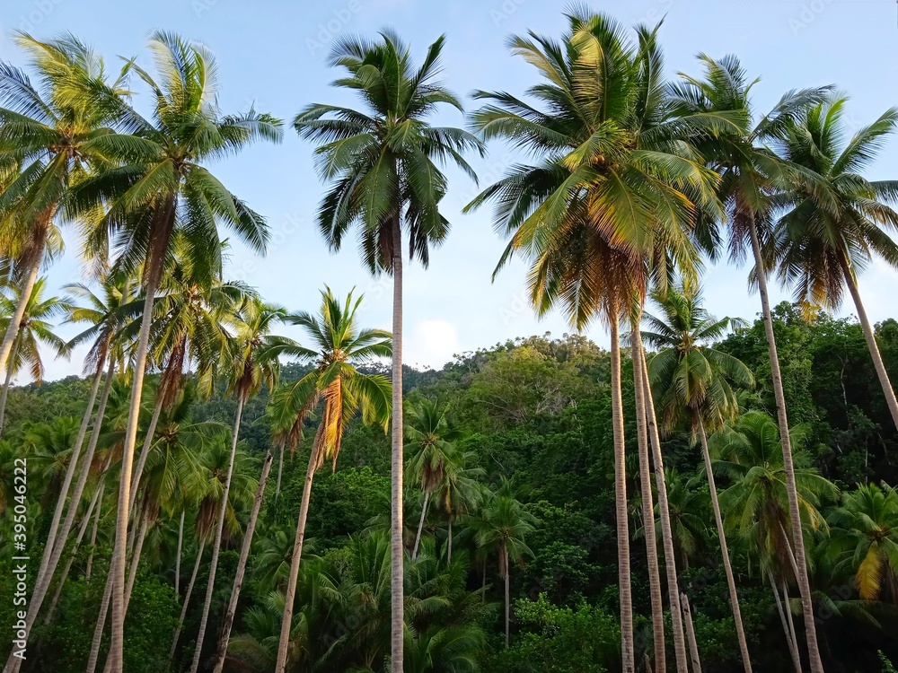 coconut palm trees