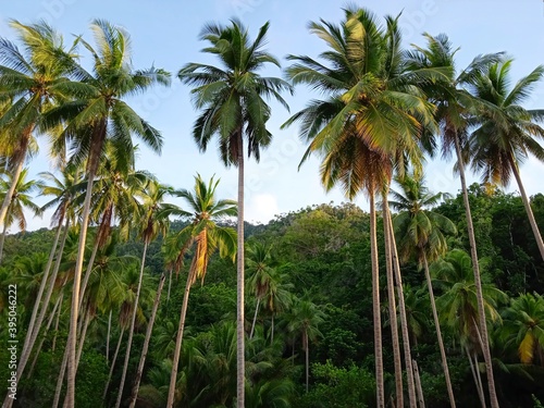 coconut palm trees © Nan