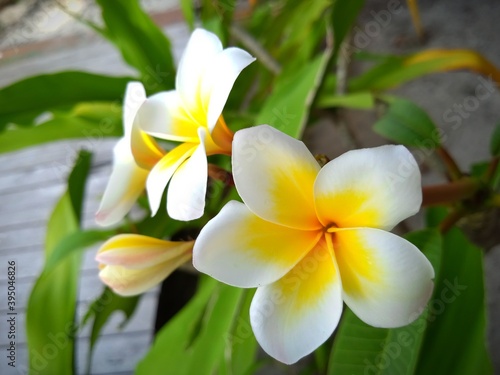 frangipani plumeria flower