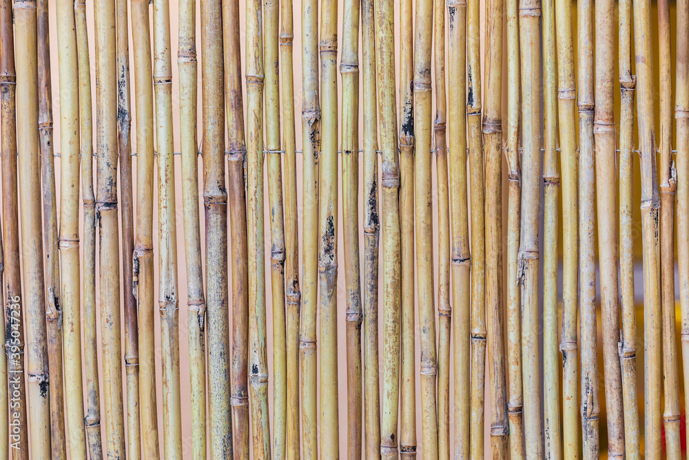 Fototapeta premium Dry bamboo background